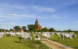 Bagan Biking - 3 Days